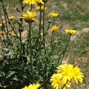 Meet your Posher, Shari